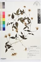 彭氏鐵線蓮藏品圖，第1張