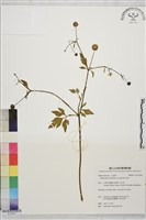 鉤柱毛茛藏品圖，第1張