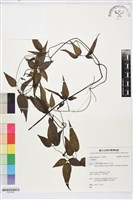 田村氏鐵線蓮藏品圖，第1張