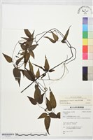 田村氏鐵線蓮藏品圖，第2張