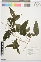 森氏鐵線蓮藏品圖，第1張