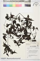 田村氏鐵線蓮藏品圖，第2張