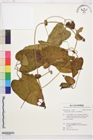 田代氏鐵線蓮藏品圖，第1張