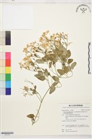 鵝鑾鼻鐵線蓮藏品圖，第1張