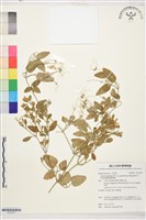 鵝鑾鼻鐵線蓮藏品圖，第1張