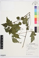 串鼻龍藏品圖，第1張