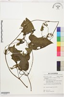 黃氏鐵線蓮藏品圖，第1張