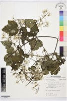 串鼻龍藏品圖，第1張