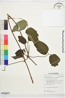 銹毛鐵線蓮藏品圖，第1張