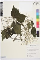 串鼻龍藏品圖，第1張