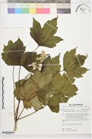 台灣牡丹藤、台灣草牡丹藏品圖，第1張