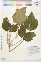 台灣牡丹藤、台灣草牡丹藏品圖，第1張