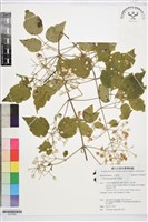 串鼻龍藏品圖，第1張