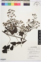 威靈仙藏品圖，第1張