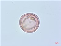 威靈仙藏品圖，第2張