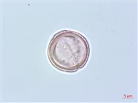 威靈仙藏品圖，第3張