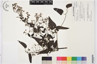 威靈仙藏品圖，第1張