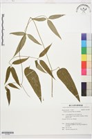 麥氏鐵線蓮藏品圖，第1張