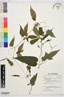 森氏鐵線蓮藏品圖，第1張