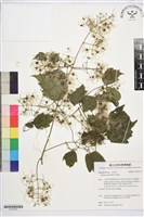 串鼻龍藏品圖，第1張