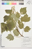 台灣牡丹藤、台灣草牡丹藏品圖，第1張