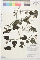 巴氏鐵線蓮藏品圖，第1張