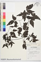 田村氏鐵線蓮藏品圖，第2張