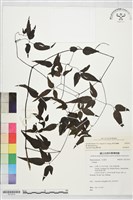 田村氏鐵線蓮藏品圖，第2張