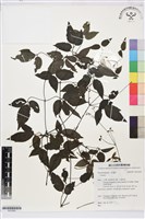 彭氏鐵線蓮藏品圖，第1張