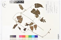 屏東鐵線蓮藏品圖，第1張