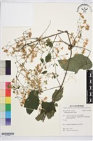 串鼻龍藏品圖，第1張