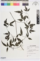 田村氏鐵線蓮藏品圖，第1張