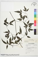 田村氏鐵線蓮藏品圖，第2張
