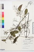 柱果鐵線蓮藏品圖，第1張