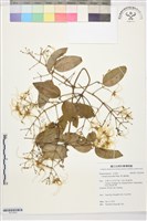 麥氏鐵線蓮藏品圖，第1張