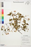 小木通藏品圖，第1張