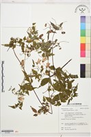 小木通藏品圖，第1張