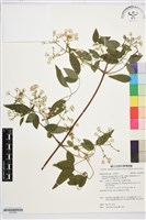 梨山小蓑衣藤藏品圖，第1張