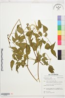 小木通藏品圖，第1張