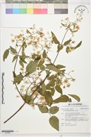 小木通藏品圖，第1張