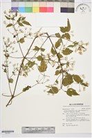 梨山小蓑衣藤藏品圖，第1張