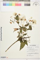 小木通藏品圖，第1張