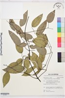 柱果鐵線蓮藏品圖，第1張