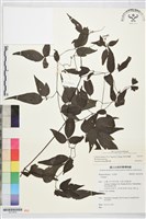 田村氏鐵線蓮藏品圖，第2張