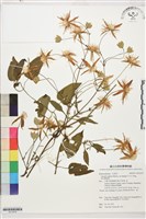 黃氏鐵線蓮藏品圖，第1張