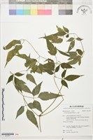 小木通藏品圖，第1張