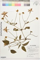 黃氏鐵線蓮藏品圖，第1張