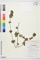 華九頭獅子草藏品圖，第1張