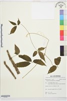 銹毛鐵線蓮藏品圖，第1張