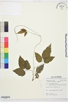 銹毛鐵線蓮藏品圖，第1張